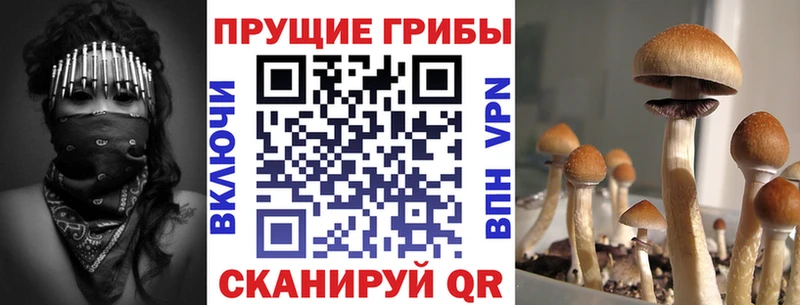 Псилоцибиновые грибы Psilocybine cubensis  Октябрьский 